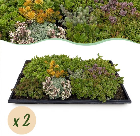 Rechthoekige bak met diverse groene, gele en paarse sedumplantjes, met close-up van de plantjes.
