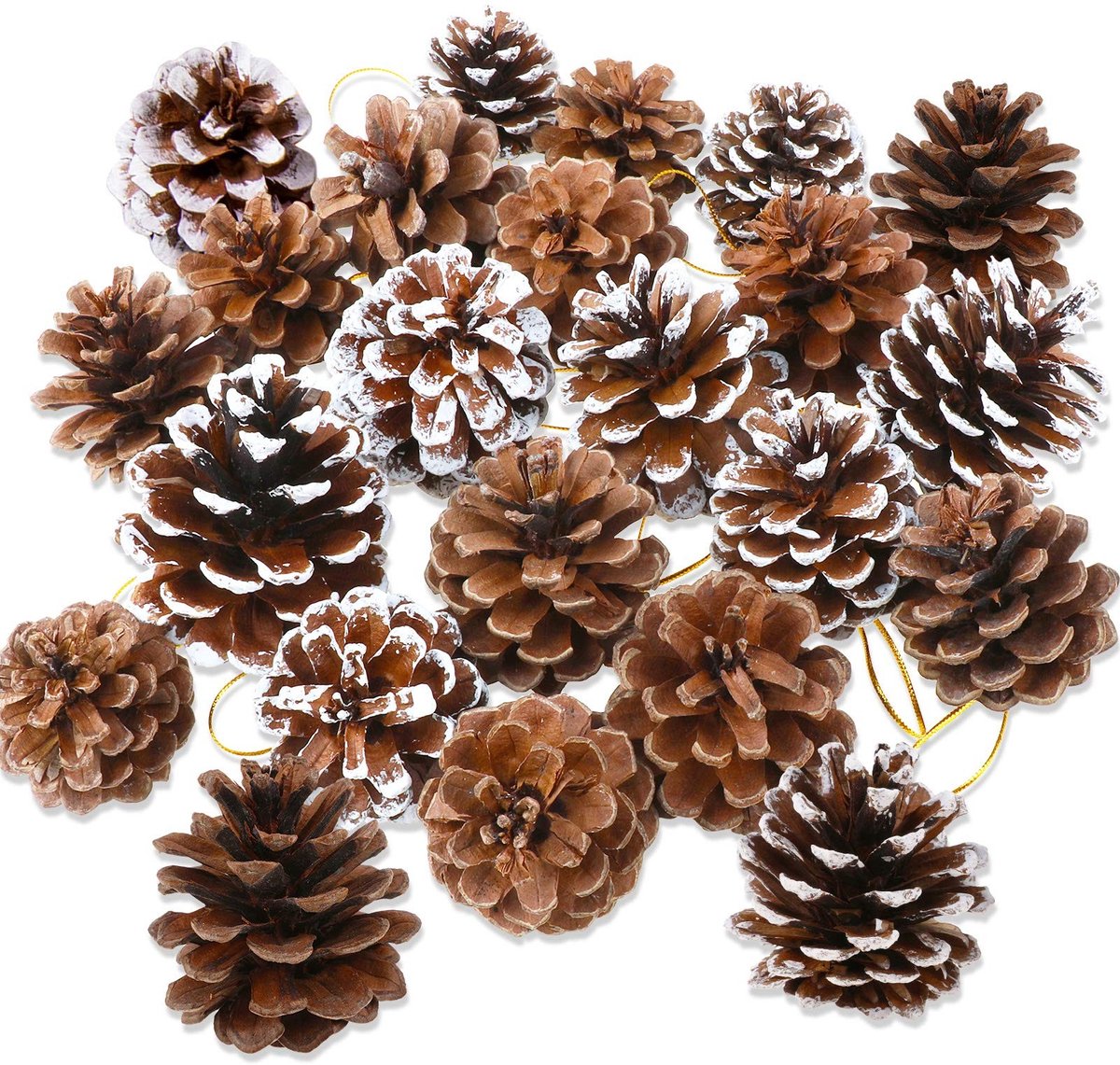 MTTproducts- Dennenappels Natuurlijke 25 Stuks - 5/6 cm Grootte - Kerstdecoratie - Knutselen - Glanzend Gouden Koord - Perfect voor Kransen
