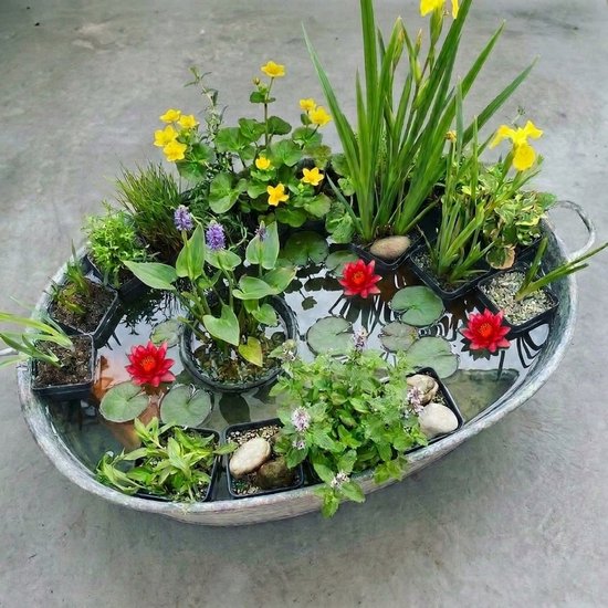 Een ovaalvormige zinken bak gevuld met diverse waterplanten en bloemen, zoals waterlelies en gele bloemen.