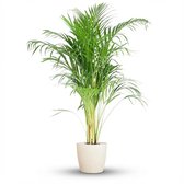 Green boutiQ - Kamerplant - Goudpalm - Dypsis Lutescens Areca - Groen - Weinig onderhoud - 1 Plant - met Potter Wit - Pot 21cm - Hoogte 90 - 100cm