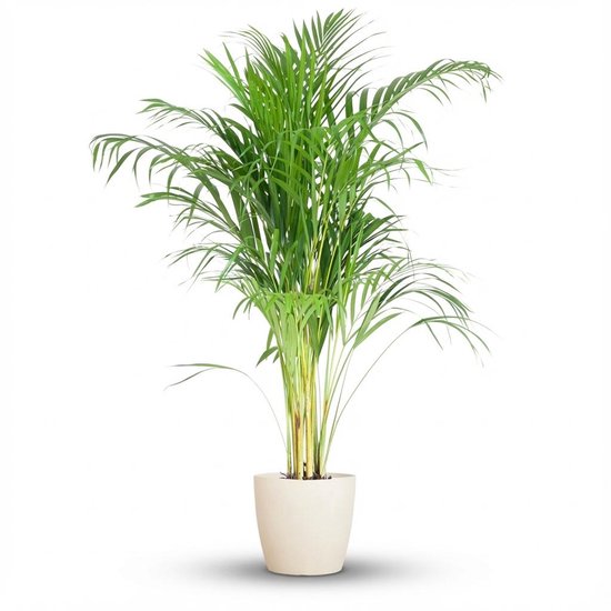 Green boutiQ - Kamerplant - Goudpalm - Dypsis Lutescens Areca - Groen - Weinig onderhoud - 1 Plant - met Potter Wit - Pot 21cm - Hoogte 90 - 100cm