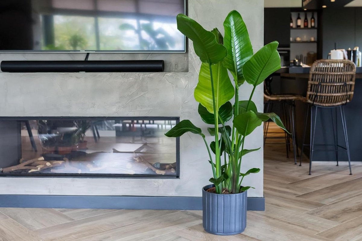 Tropische Plant - Paradijsvogelbloem - Binnen Decoratie - Exotische Uitstraling - 80 cm - Groen