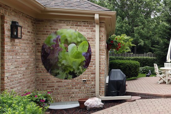 Cercle de jardin Gros plan de jeunes laitues vertes et violettes - 120x120 cm - Poster de jardin - XXL