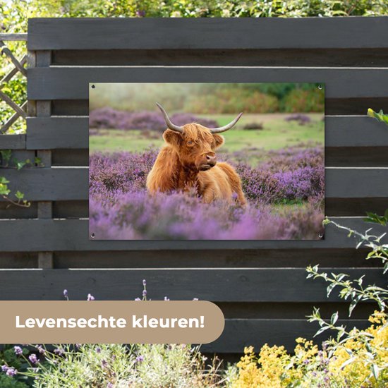 Un montagnard écossais se trouve parmi les fleurs violettes.Affiche de jardin 120x80 cm - Toile de jardin / Toile d'extérieur / Peintures d'extérieur (décoration de jardin)
