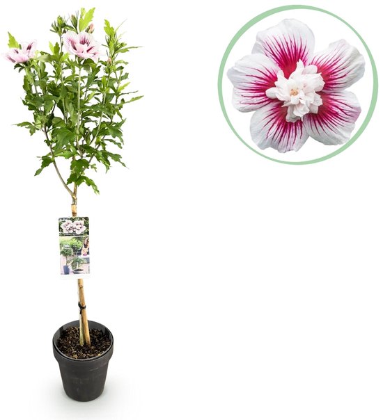 Hibiscus sur tige avec fleurs blanc-rose et une fleur ouverte, en pot.