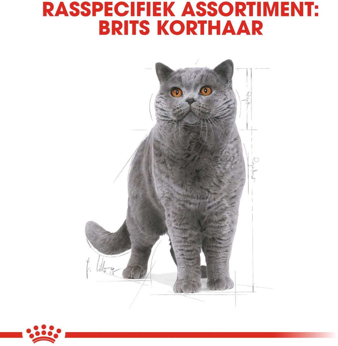 Royal Canin British Shorthair Adult: Speciaal kattenvoer voor sterke spieren thumbnail 5