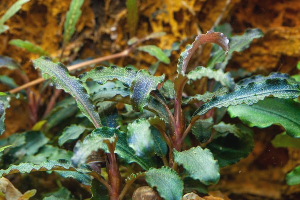 Waterplant voor Aquarium - Bucephalandra 'Kedagang' - Onderhoudsvriendelijk voor Aquascaping