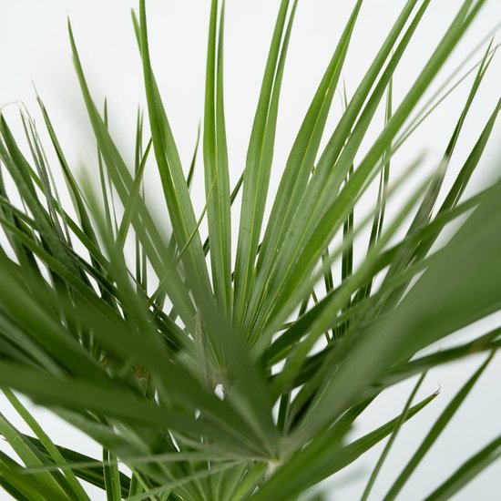 Close-up van de groene, waaierachtige bladeren van een Chamaerops Humilis.