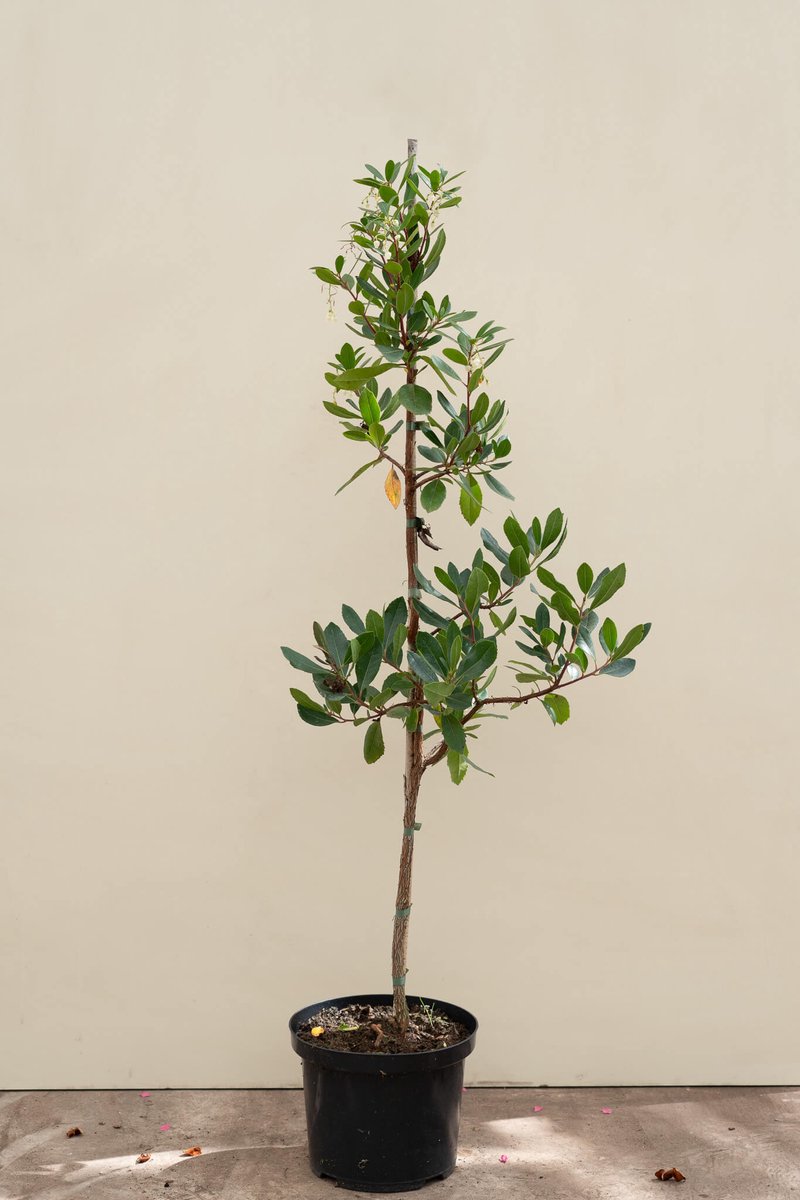 Jonge Aardbeiboom | Arbutus unedo | 100-150cm hoogte