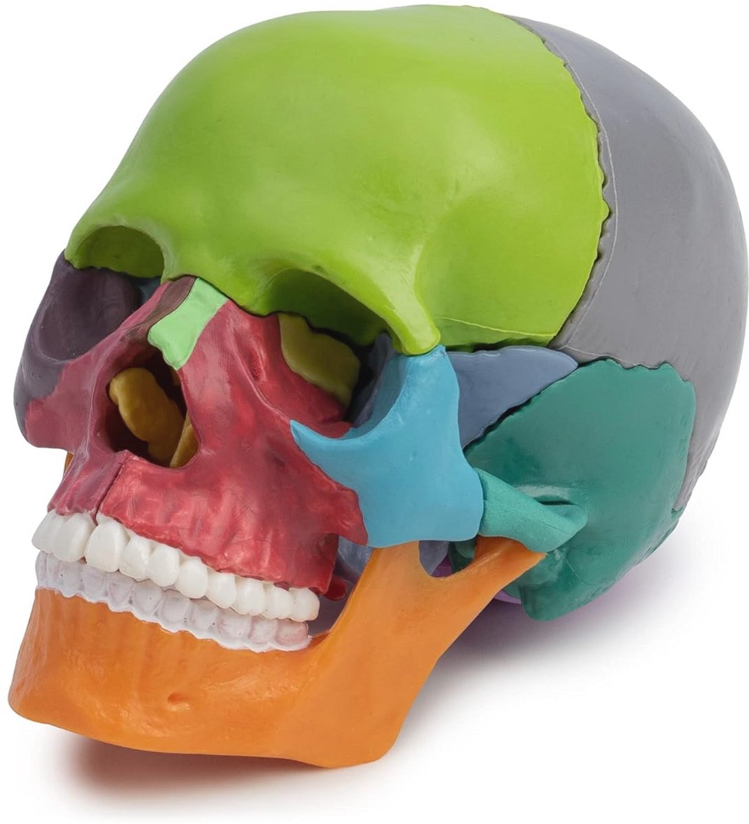 Mini Osteopathie Schedelmodel - 15 delig Didactisch Anatomiemodel voor Medische Studies