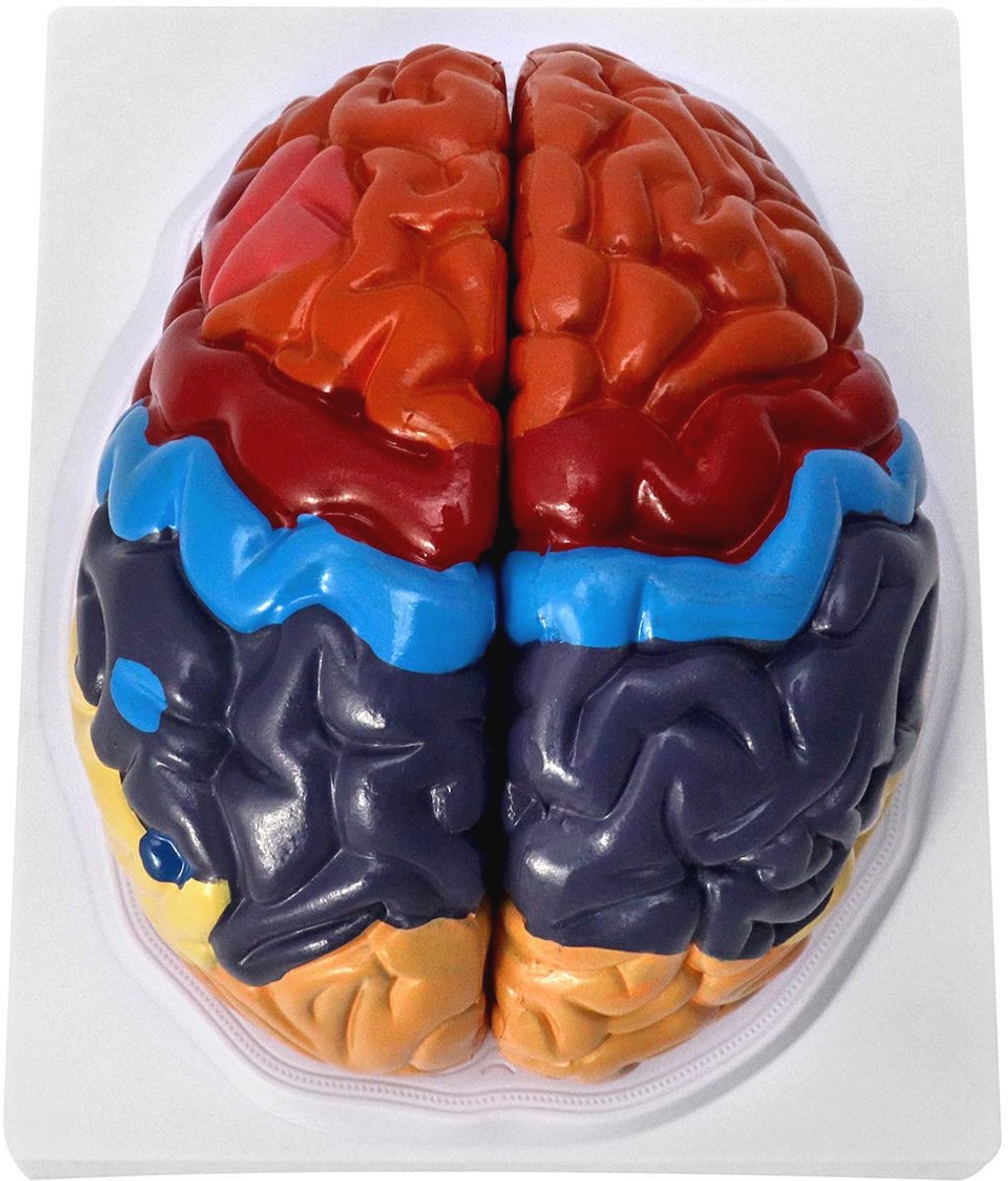 Allecto plus - Anatomisch model menselijk brein, 2-delig, kleurgecodeerd, medisch leermiddel met keyword 1, keyword 2, keyword 3