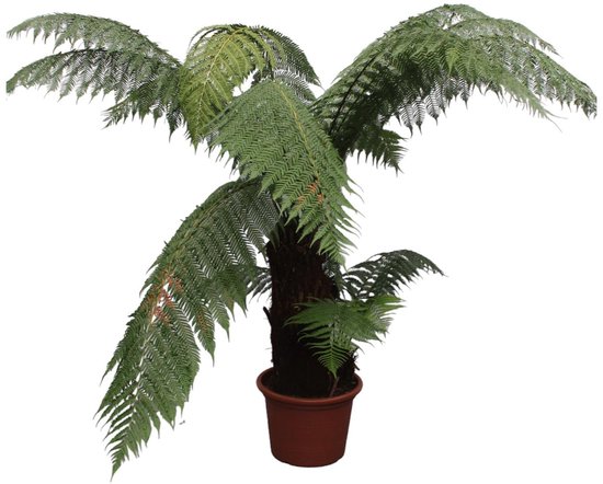 Dicksonia Antarctica - Potmaat 50cm - Hoogte 180cm