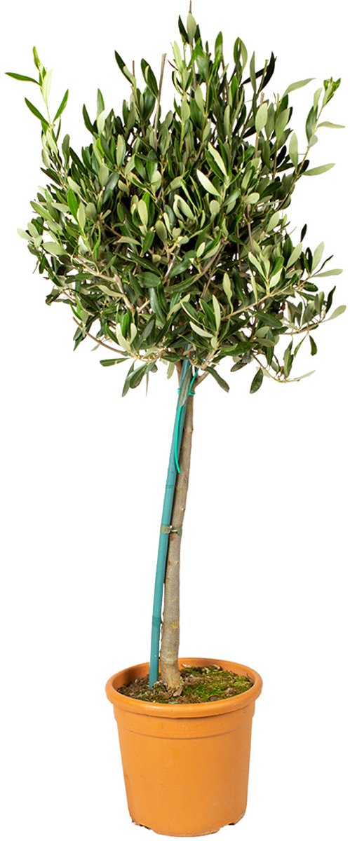 Bloomique - Olea Europaea - Olijfboom op Stam - Tuinplanten - Winterhard - Inclusief Plantenvoeding - Hoogte 80-100 cm - Pot 19 cm
