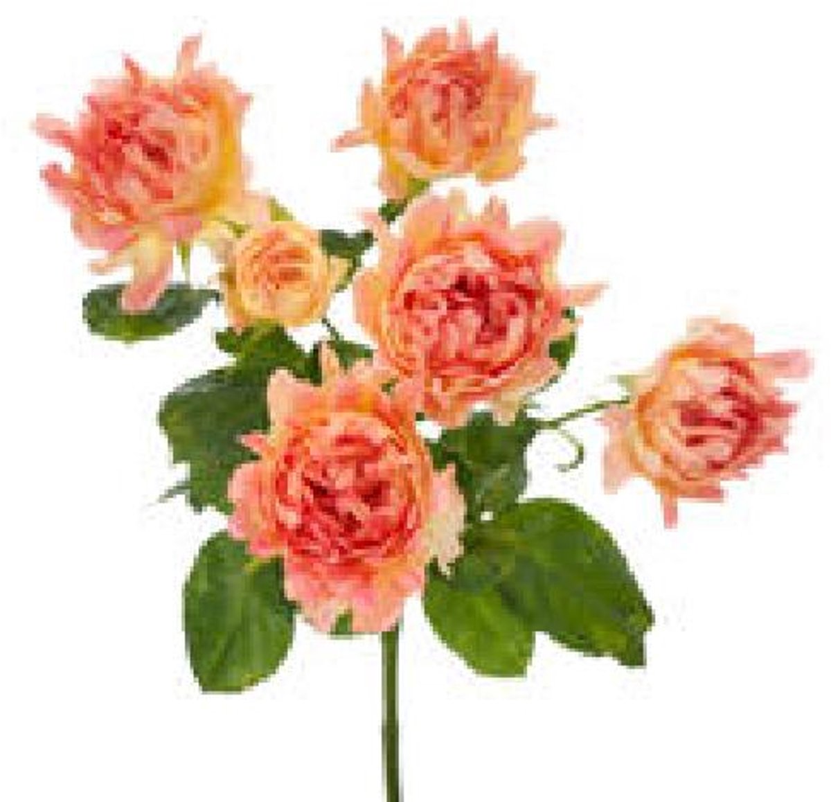 10x Rosa flame 50cm