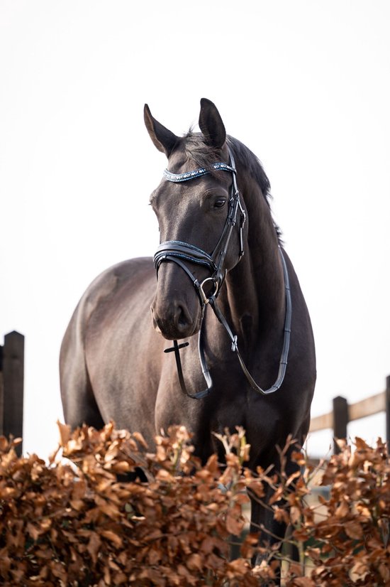 HB Hoofdstel It is So Special Zwart-Navy - Cob | Rood | Hoofdstel paard HB Hoofdstel It is So Special Zwart-Navy - Cob | Rood | Hoofdstel paard