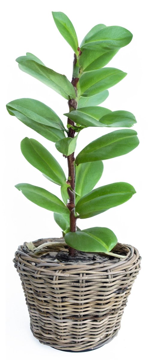 Van der Leeden Planten/bloemen mand - rotan - gevlochten riet - D32 x H23 cm - drypot - plantenpot - plantenmand - nestbaar