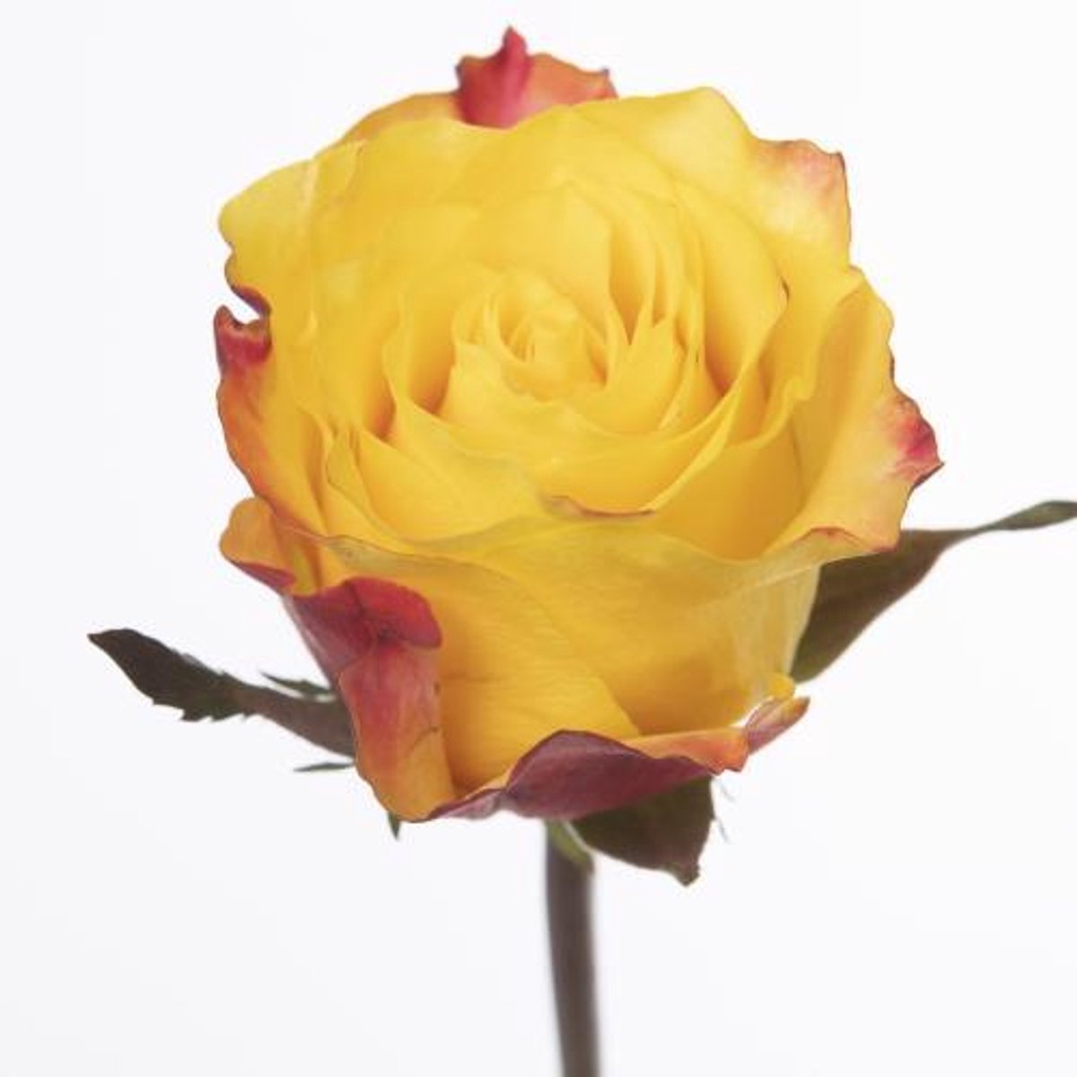 25x Rosa sunset x-pression 50cm