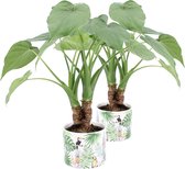 Kamerplanten van Botanicly – 2 × Olifantsoor incl. sierpot groen als set – Hoogte: 60 cm – Alocasia Cucullata