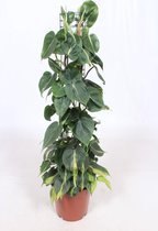 Kamerplant van Botanicly – Philodendron scandens – Hoogte: 100 cm