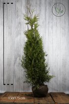 10 stuks | Reuzenlevensboom 'Martin' Kluit 150-175 cm Extra kwaliteit - Compacte groei - Weinig onderhoud - Zeer winterhard