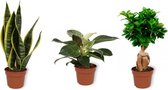 Set van 3 Kamerplanten - Sansevieria Superba & Philodendron White Wave & Ficus Ginseng - ±  30cm hoog - 12cm diameter