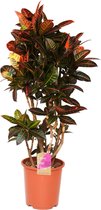 Kamerplant van Botanicly – Croton – Hoogte: 130 cm – Codiaeum variegatum Petra