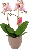 Orchidee van Botanicly – Orchidee in Zandkleurige keramiek pot 'Eline' als set – Hoogte: 50 cm, 2 takken – Phalaenopsis Multiflora Amaglad