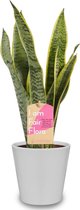 Kamerplant van Botanicly – Vrouwentongen incl. sierpot wit als set – Hoogte: 40 cm – Sansevieria trif. Laurentii