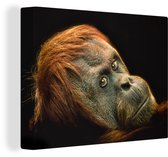 Un orang-outan sur une toile de fond noir 40x30 cm - petit - Tirage photo sur toile (Décoration murale salon / chambre) / Animaux sauvages Peintures sur toile