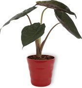 Kamerplant Alocasia Wentii - Olifantsoor - ± 30cm hoog – 12cm diameter - in rode pot