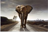 Poster Olifant