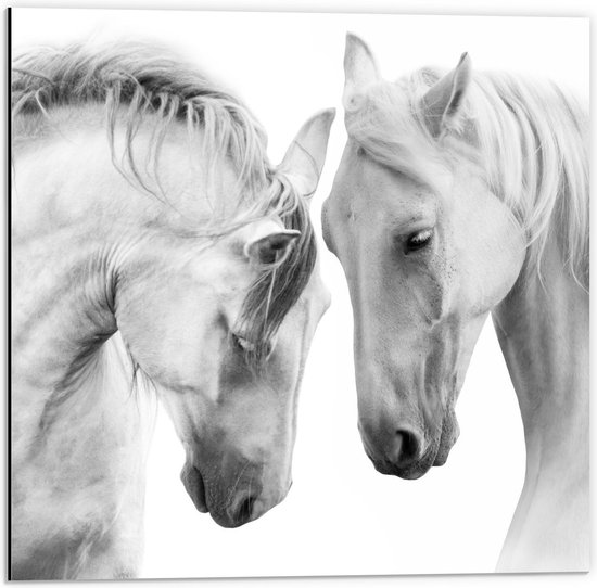 Dibond - Witte Paardenhoofden - 50x50cm Foto op Aluminium (Wanddecoratie van metaal)