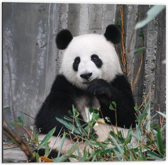 Dibond - Lieve Etende Panda - 50x50cm Foto op Aluminium (Wanddecoratie van metaal)