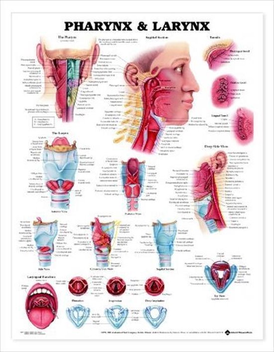 Pharynx & Larynx Anatomical Chart - cover