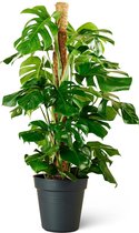 Gatenplant (Monstera Deliciosa) Kamerplant - Groot - Hoogte 110cm - Potmaat 24cm - Plantery