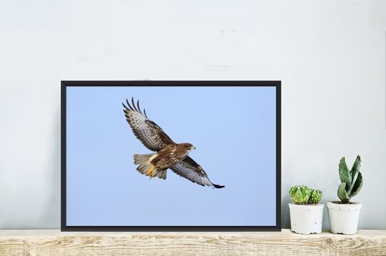 Foto in lijst - Buizerd tijdens de vlucht in Duitsland fotolijst zwart 60x40 cm - Poster in lijst (Wanddecoratie woonkamer / slaapkamer)