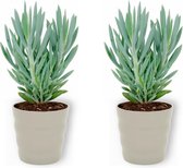 2x Kamerplant Senecio Curio Mount Everest - ± 25cm hoog – 12 cm diameter - in grijze pot