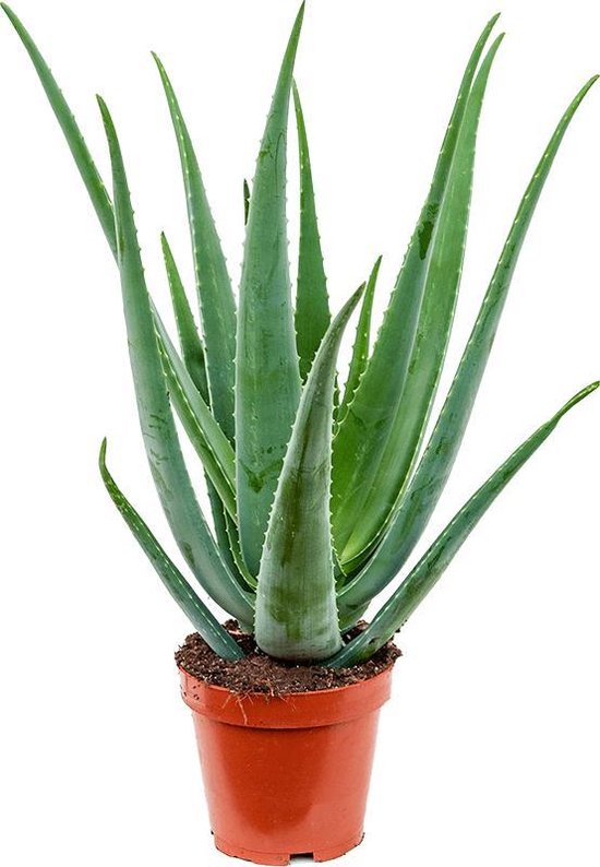 Magasin de plantes Aloe vera barbadensis S plante d'intérieur | bol