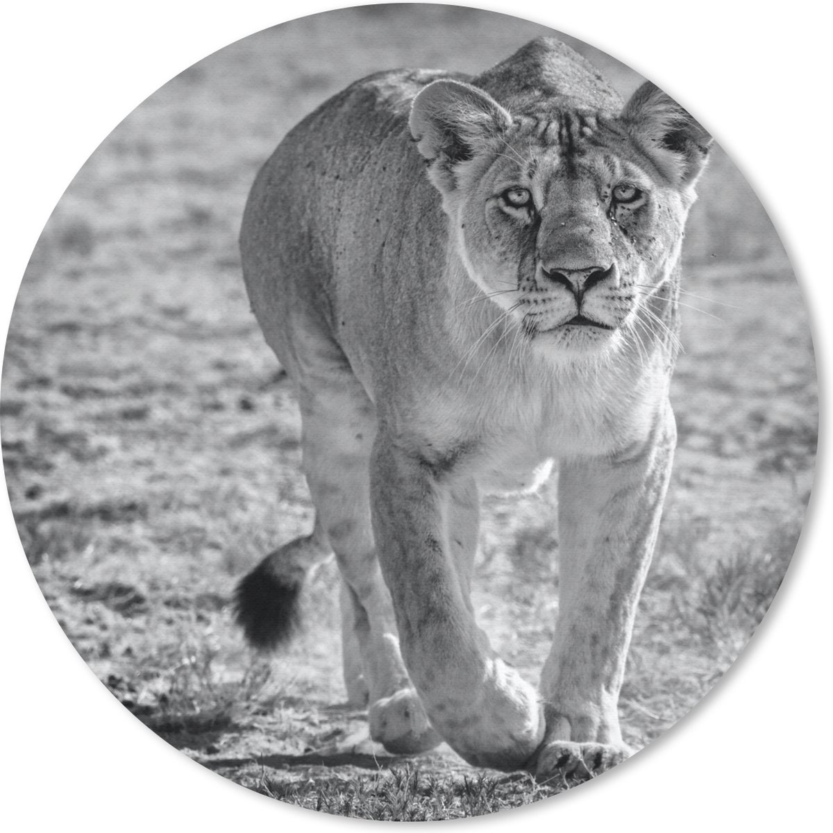 Muismat rond 30x30 cm - Mousepad Leeuw - Zwart - Wit - Ronde muismatten