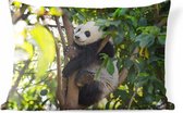 Buitenkussens - Tuin - Jonge panda zit in een boom - 60x40 cm