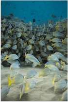 Poster – School Gele Vissen in het Water - 80x120cm Foto op Posterpapier