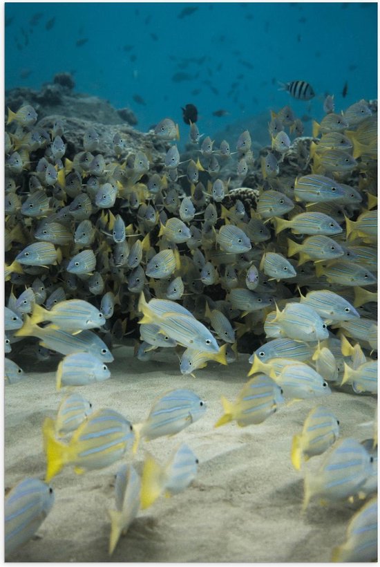 Poster - School Gele Vissen in het Water - Foto op Posterpapier