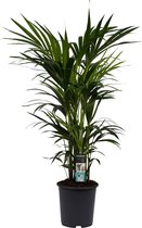 Plantjescoren.nl Decorum Kentia Palm