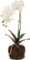 J-Line Orchidee In Aarde Plastiek Wit/Groen Small