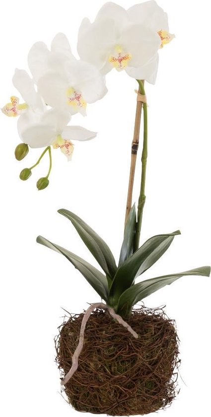 J-Line plant Orchidee In Aarde - kunststof - wit/groen - small