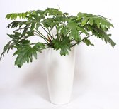 Kamerplant van Botanicly – Philodendron selloum incl. sierpot wit als set – Hoogte: 110 cm