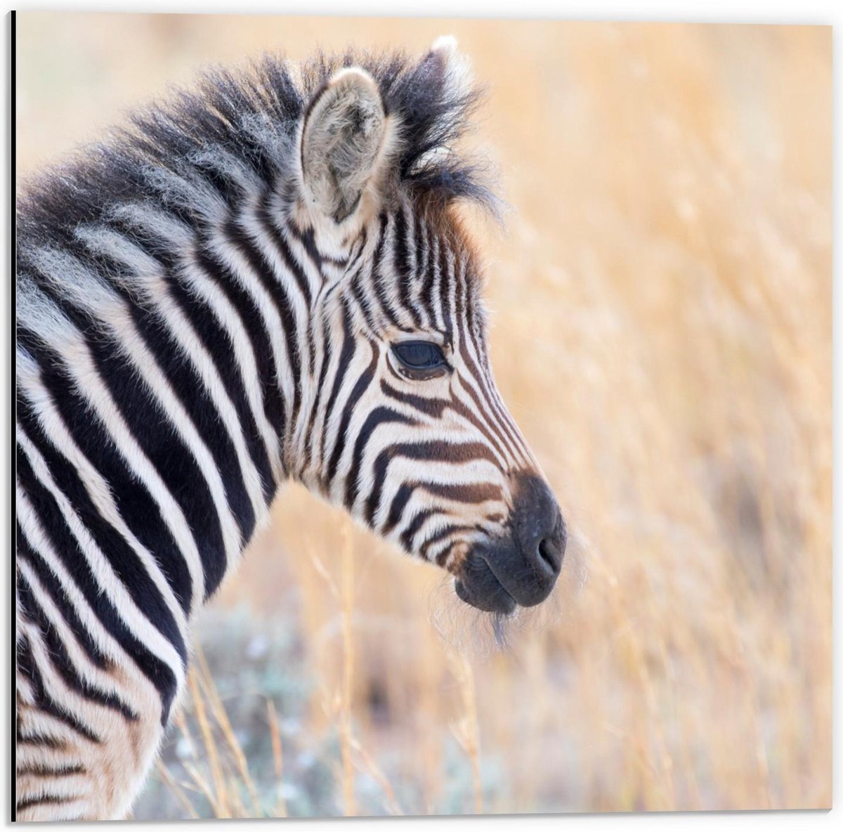 Dibond - Baby Zebra in Hoge Grassen - 50x50cm Foto op Aluminium (Wanddecoratie van metaal)