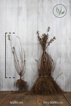 25 stuks | Gewone Liguster Blote wortel 60-80 cm - Bladverliezend - Bloeiende plant - Populair bij vogels - Snelle groeier