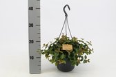 Kamerplant van Botanicly – Peperomia angulata rocca scuro in hangpot als set – Hoogte: 20 cm