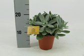 Kamerplant van Botanicly – Kruiskruid – Hoogte: 20 cm – Senecio Cephalophorus